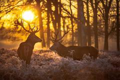 Classy Art - Deer at Dusk picture