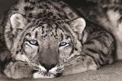 Classy Art - Snow Leopard Sanctuary by D. Welling